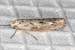 Ethmia discostrigella