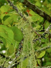 Usnea angulata