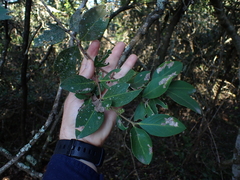 Acokanthera oppositifolia
