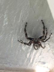 Platycryptus undatus