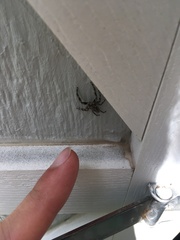 Platycryptus undatus