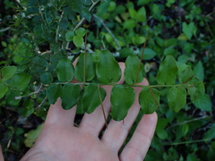Dovyalis rhamnoides