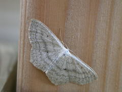 Scopula nigropunctata