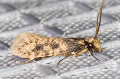 Cephitinea obscurostrigella