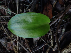 Scadoxus puniceus