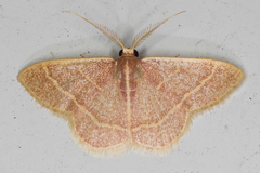 Chlorochlamys appellaria