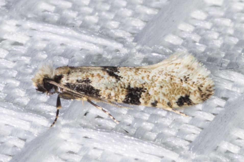 Nemapogon geniculatella
