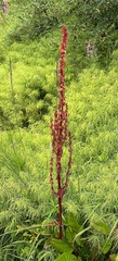Rumex arcticus
