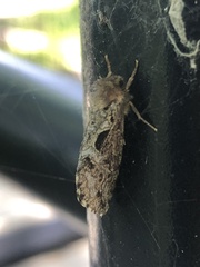 Korscheltellus gracilis