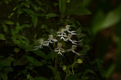 Habenaria crinifera