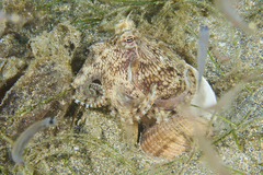 Amphioctopus marginatus