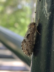 Korscheltellus gracilis