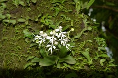 Habenaria crinifera