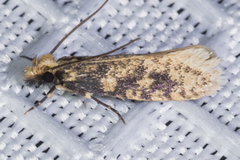 Cephitinea obscurostrigella