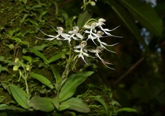 Habenaria crinifera