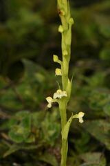 Habenaria brachyphylla