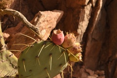 Opuntia chisosensis