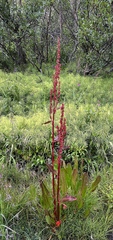 Rumex arcticus