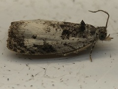 Olethreutes malana