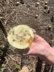 Cucurbita andreana