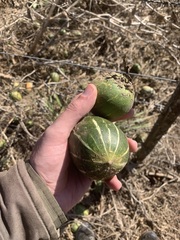 Cucurbita andreana