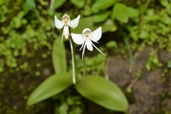 Habenaria rariflora