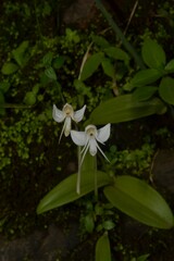 Habenaria rariflora