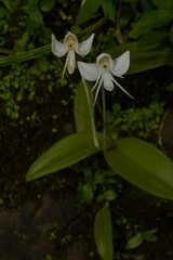 Habenaria rariflora