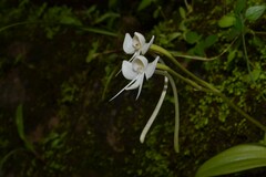 Habenaria rariflora