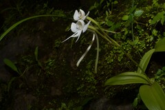 Habenaria rariflora