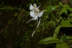 Habenaria rariflora