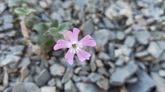 Silene foetida