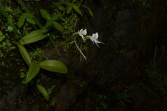 Habenaria rariflora