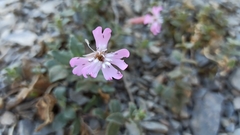 Silene foetida