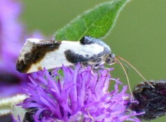 Tarache delecta