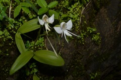 Habenaria rariflora
