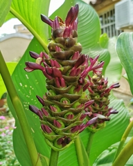 Goeppertia latifolia