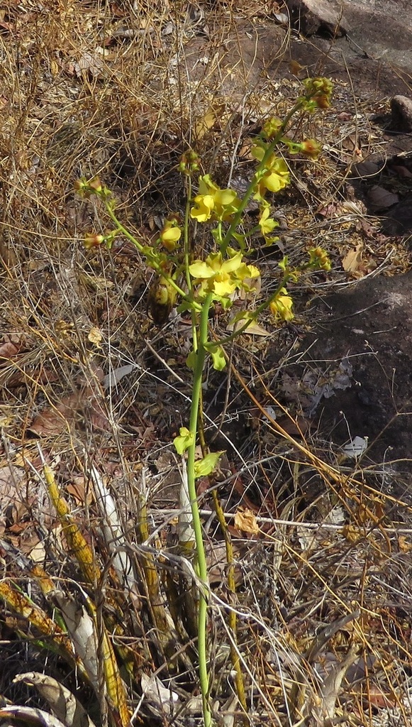 Cyrtopodium andersonii from Novo Mundo State of Mato Grosso, 78528