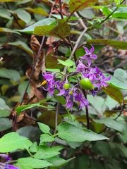 Solanum dulcamara