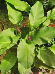 Goeppertia latifolia