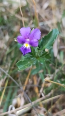 Viola bubanii