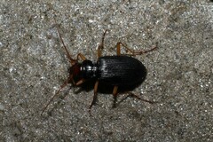 Nebria picicornis