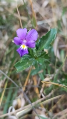 Viola bubanii