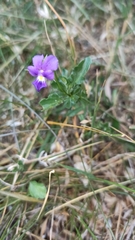 Viola bubanii
