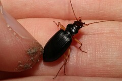Nebria picicornis