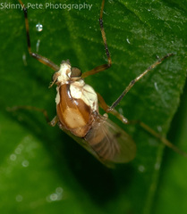 Coelotanypus tricolor