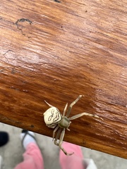 Runcinioides litteratus