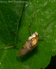 Coelotanypus tricolor