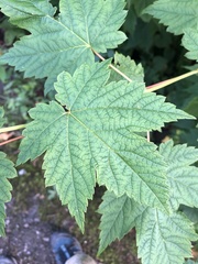 Acer spicatum