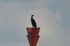 Phalacrocorax carbo